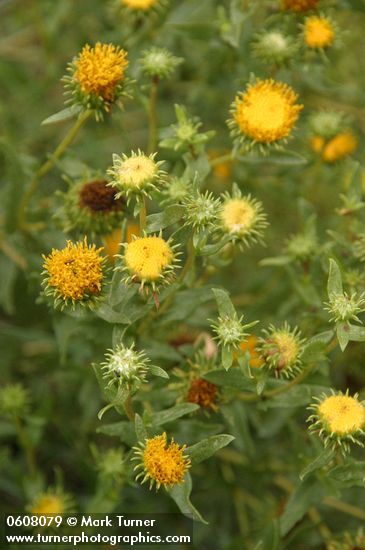 Grindelia squarrosa