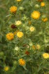 Curlycup Gumweed blossoms