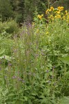 New Mexico Vervain (Spike Verbena, MacDougal Verbena)