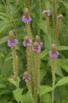 New Mexico Vervain (Spike Verbena, MacDougal Verbena) blossoms detail