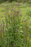 New Mexico Vervain (Spike Verbena, MacDougal Verbena)