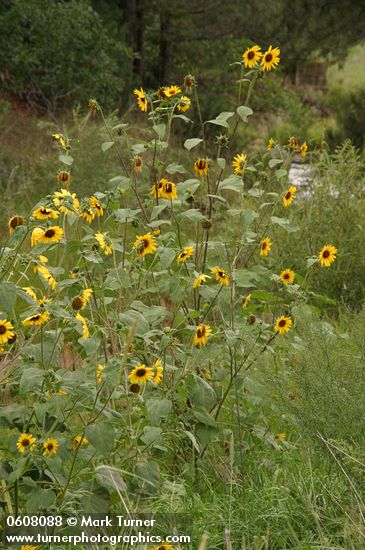 Helianthus annuus