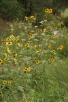 Common Sunflowers