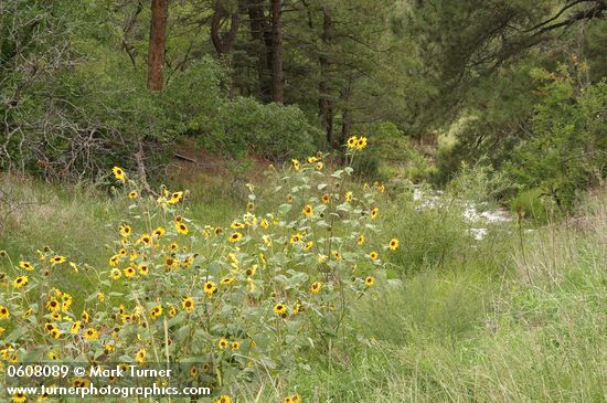 Helianthus annuus