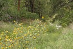 Common Sunflowers