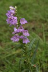 Broadbeard Beardtongue (Taperleaf Penstemon)