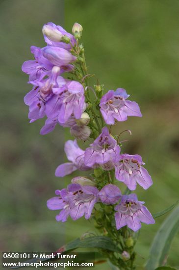 Penstemon angustifolius