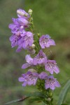 Broadbeard Beardtongue (Taperleaf Penstemon) blossoms