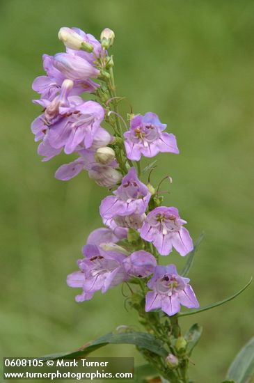 Penstemon angustifolius