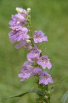 Broadbeard Beardtongue (Taperleaf Penstemon) blossoms