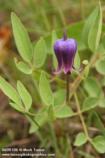 Clematis hirsutissima var. scottii