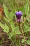 Sugar Bowls (Scott's Clematis) blossom & foliage