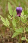 Sugar Bowls (Scott's Clematis) blossom & foliage