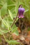 Sugar Bowls (Scott's Clematis) blossom & foliage