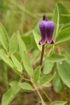 Sugar Bowls (Scott's Clematis) blossom & foliage