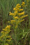 Canada Goldenrod