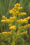 Canada Goldenrod blossoms detail