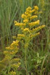 Canada Goldenrod