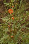 Narrowleaf Globemallow