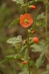 Narrowleaf Globemallow blossom & foliage