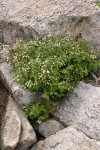 Plumed Brickellbush among rocks