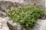 Plumed Brickellbush among rocks