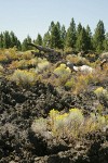 Gray Rabbitbrush on lava flow w/ Ponderosa Pines bkgnd