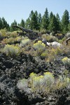 Gray Rabbitbrush on lava flow w/ Ponderosa Pines bkgnd