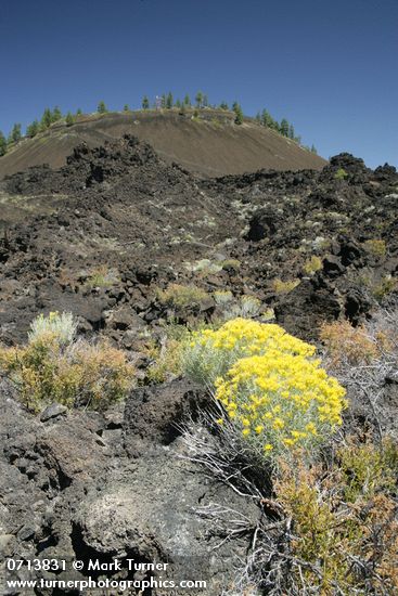 Ericameria nauseosa