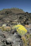 Gray Rabbitbrush on lava flow w/ Lava Butte bkgnd