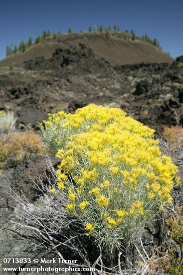 Ericameria nauseosa