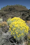 Gray Rabbitbrush on lava flow w/ Lava Butte bkgnd