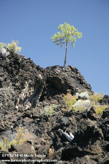 Pinus ponderosa