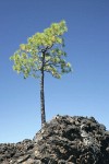 Stunted Ponderosa Pine on lava ball