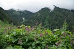 Great Hedge-nettle w/ forested hillside bkgnd