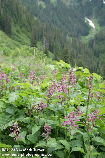 Stachys chamisonis var. cooleyae