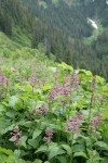 Great Hedge-nettle w/ forested hillside soft bkgnd