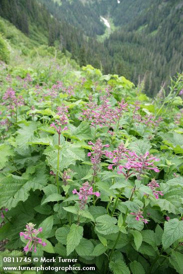 Stachys chamisonis var. cooleyae