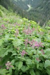 Great Hedge-nettle