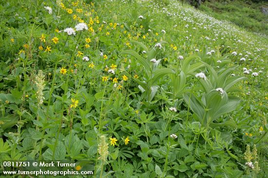 Arnica latifolia; Valeriana sitchensis; Pedicularis bracteosa; Veratrum viride