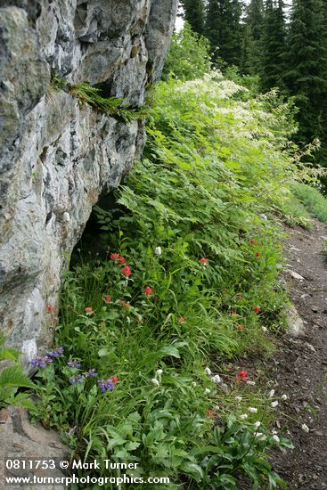 Penstemon serrulatus; Castilleja miniata; Polygonum bistortoides; Aruncus dioicus