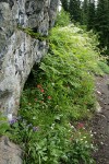 Cascades Penstemon, Giant Red Paintbrush, Western Bistort, Goatsbeard under rock cliff at edge of trail