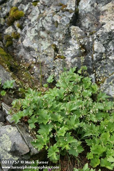 Heuchera glabra