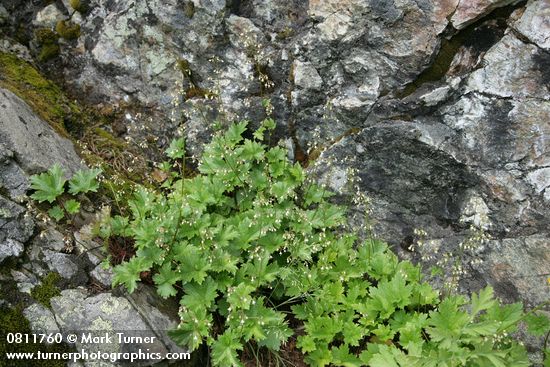 Heuchera glabra