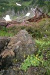 Fan-leaf Cinquefoil, Pink Heather among serpentine boulders & decaying log