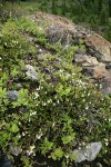 White Heather & Cascades Blueberries on serpentine boulder