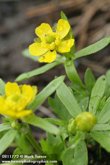 Ranunculus eschscholtzii