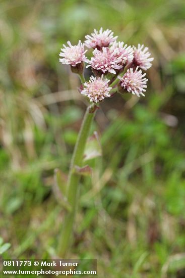 Petasites frigidus