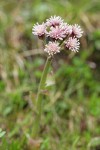 Sweet Coltsfoot blossoms