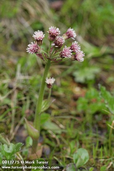 Petasites frigidus